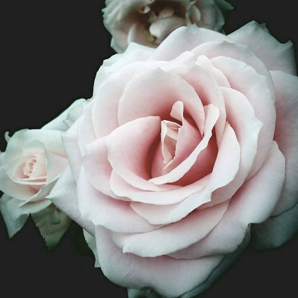 Meet your Posher, Julianna